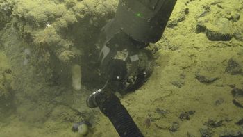 Media type: image;   Invertebrate Zoology 153115 Description: live specimen;
